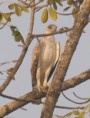 /album/photogallery/martial-eagle-immature-kya-west-national-park-jpg/